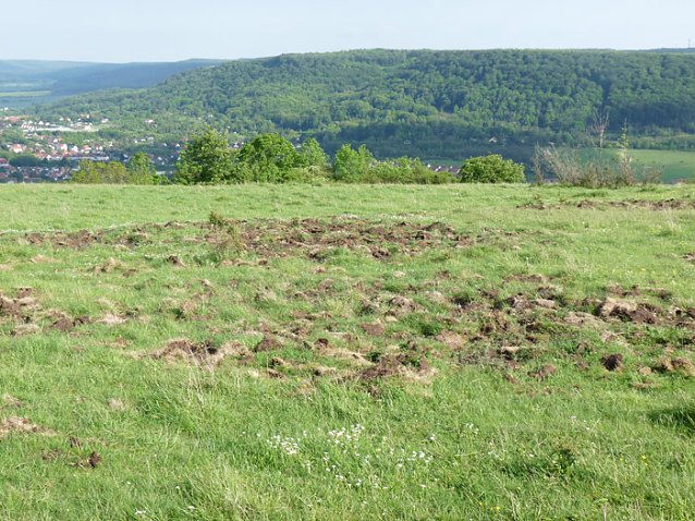 Bild: Wildschaden auf Frauenberg