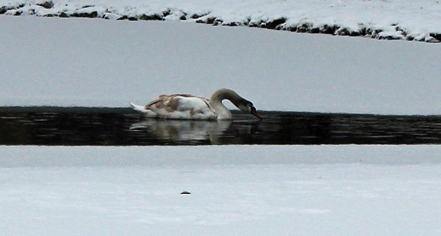 Bild: Keine  Gefahr f&uuml;r Jungschwan