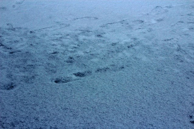 Bild: Gef&auml;hrlicher Leichtsinn auf Parkteich
