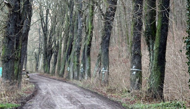 Bild: B&auml;ume hinterm Hammateich werden bearbeitet