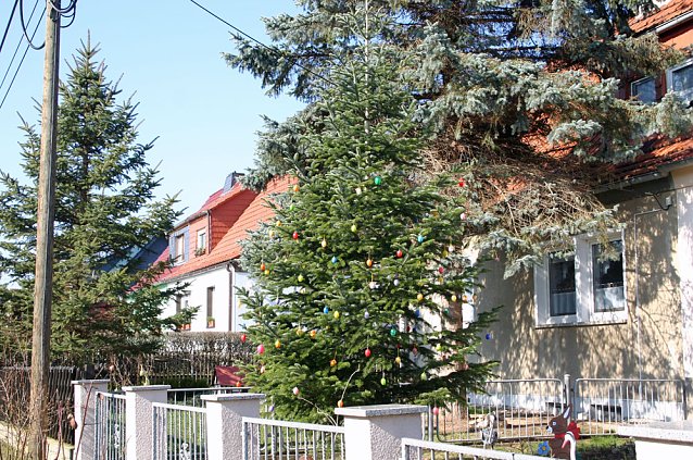 Bild: Eier Tanne in Rottleben