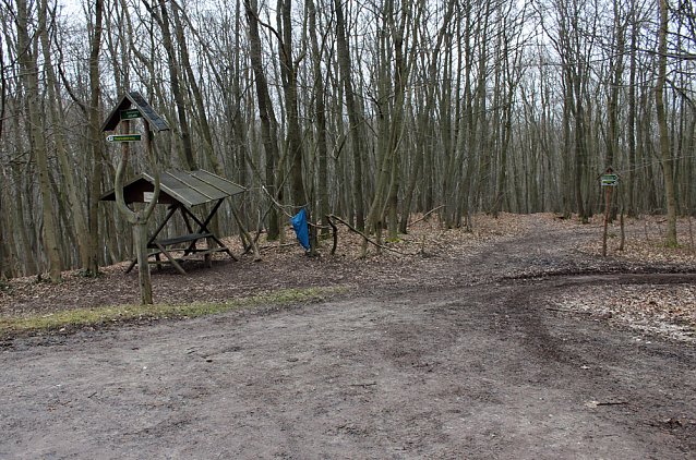 Bild: Im Wald gew&uuml;tet