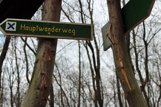 Bild: Im Wald gew&uuml;tet