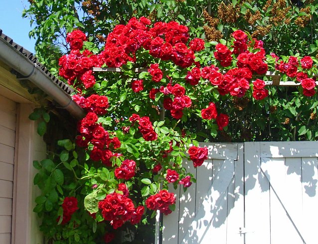 Bild: KV der Gartenfreunde bietet Rosenseminare an