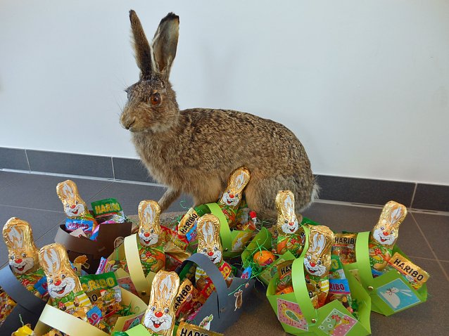 Bild: Der Osterhase versteckt etwas!