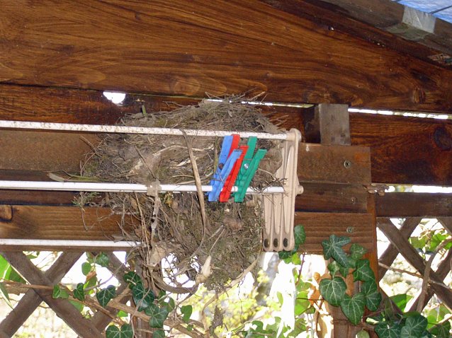 Bild: Alle V&ouml;gel sind schon da, oder auch mehr?