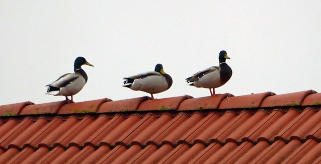 Bild: Enten auf Abwegen
