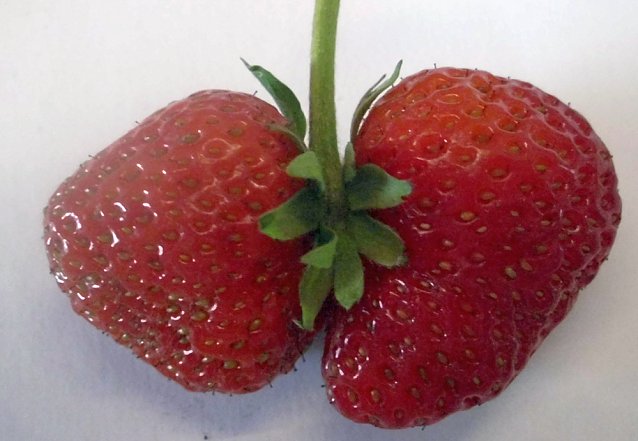 Bild: Zwillinge bei den Erdbeeren geerntet