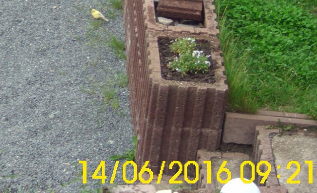 Bild: Wer kennt diese V&ouml;gel?