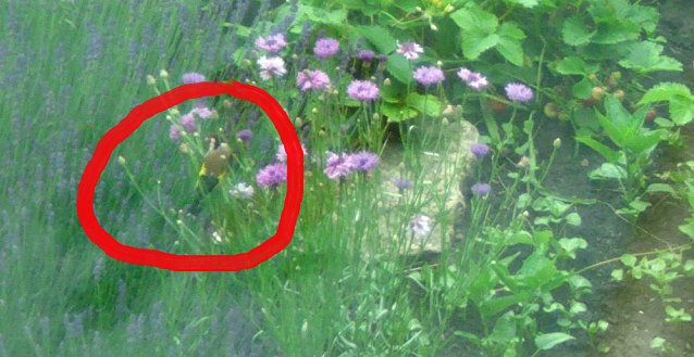 Bild: Wer kennt diese V&ouml;gel?