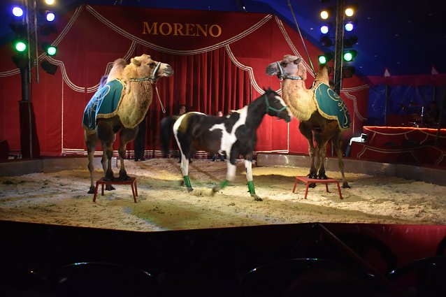 Bild: Cirkus Moreno