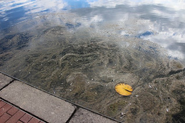 Bild: Grasmahd im Bebraer Teich