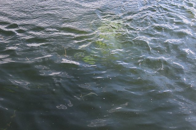 Bild: Grasmahd im Bebraer Teich