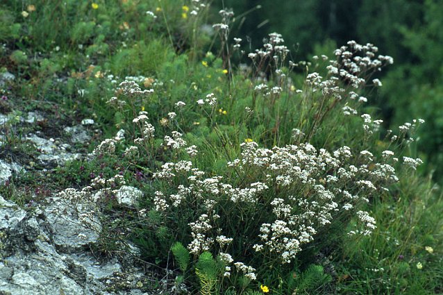 Bild: Botanische F&uuml;hrung am GeoPfad S&uuml;dkyffh&auml;user