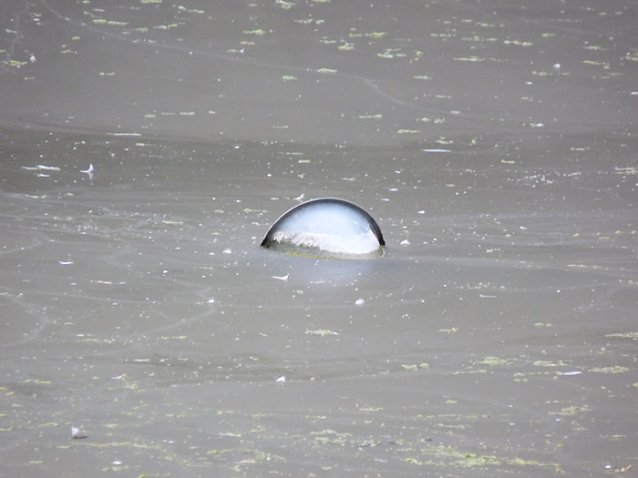 Bild: Parkteich Sondershausen