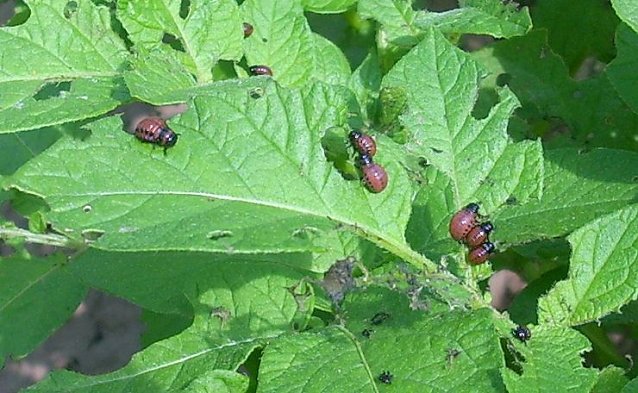 Bild: Gartensch&auml;dlinge