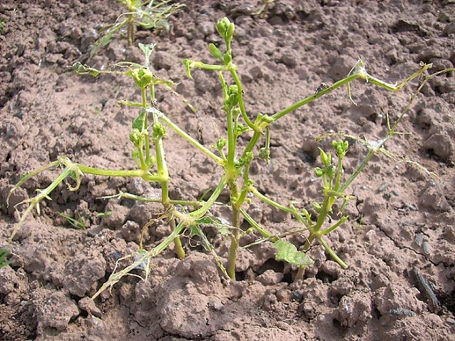 Bild: Gartensch&auml;dlinge