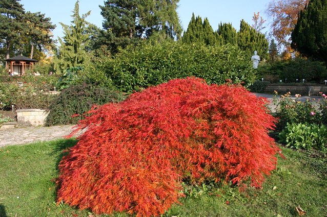 Bild: Herbstliches Rosarium
