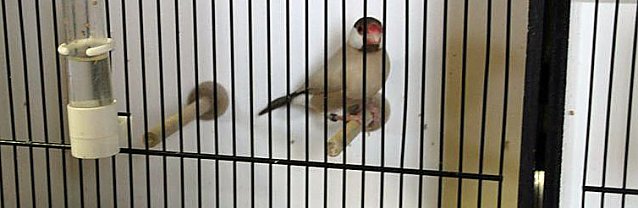 Bild: Vogelausstellung in Sondershausen