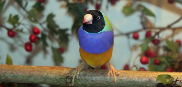 Bild: Viele exotische V&ouml;gel zu sehen