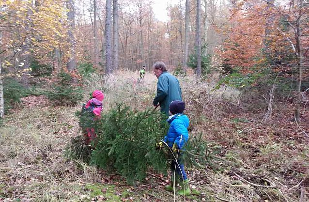 Bild: Ein Tannenbaum f&uuml;r unsere Kindervilla