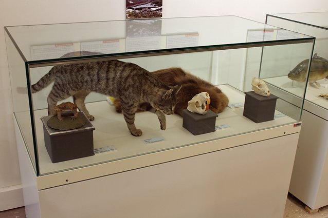 Bild: Sonderausstellung Biologische Invasionen verl&auml;ngert