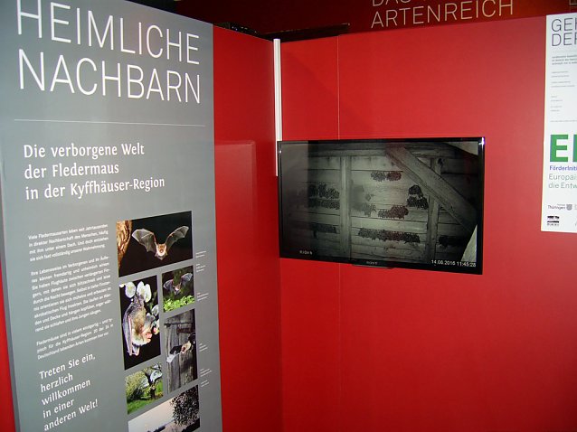 Bild: Fledermaus-TV sendet wieder!