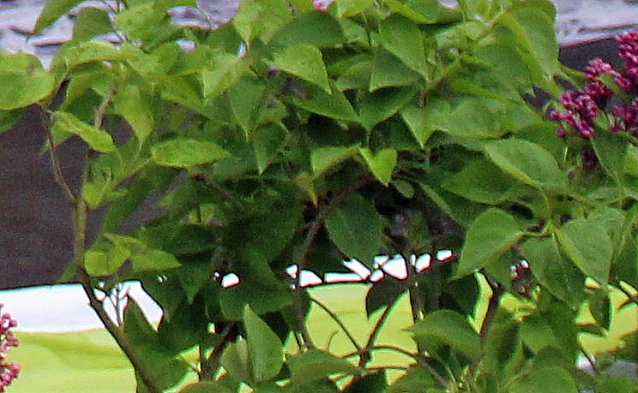 Bild: Fliederz&uuml;chtung nach Bad Frankenhausen benannt