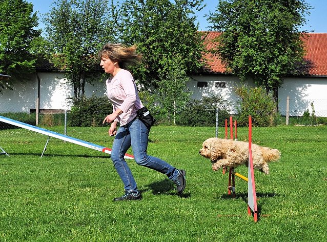 Bild: ABC Hundeschule