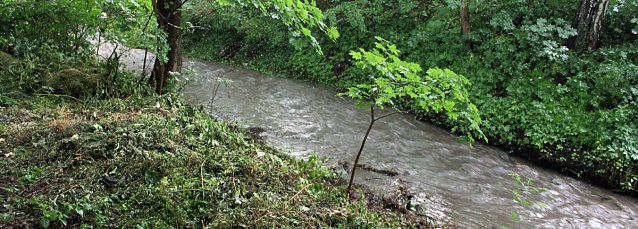 Bild: Umgest&uuml;rzte B&auml;ume und Schlamm
