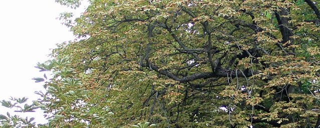 Bild: Ja ist denn schon Herbst?