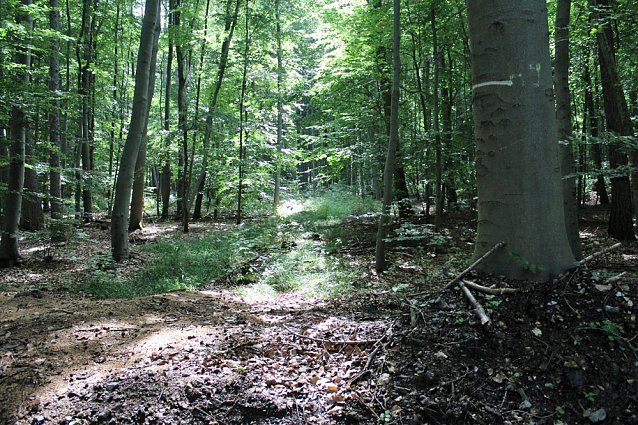 Bild: Waldbegehung mit Siegesmund und Kieling