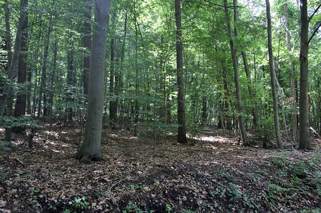 Bild: Waldbegehung mit Siegesmund und Kieling