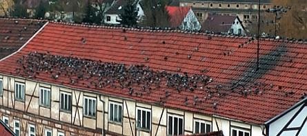 Bild: Stadtarchiv geschlossen und Taubenplage