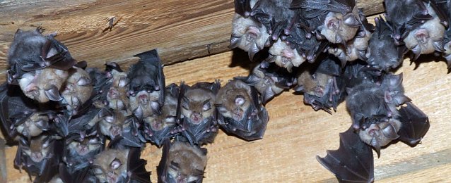 Bild: Besuch aus dem polnischen "Hufiland"