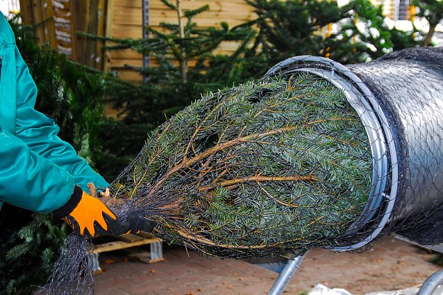 Bild: O Tannenbaum: Im Kyffh&auml;userkreis stehen rund 25.000 Weihnachtsb&auml;ume