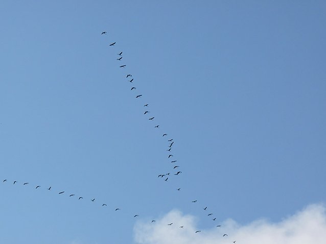 Bild: Kranischflug