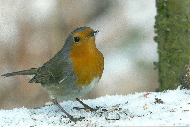 Bild: Naturparkbotschafter  mit Vortrag