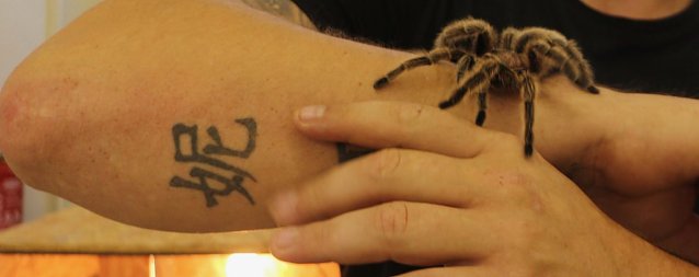 Bild: Spinnen- und Insektenschau in Sundhausen