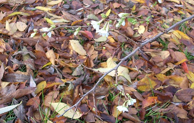 Bild: Kirschbl&uuml;te im Herbst