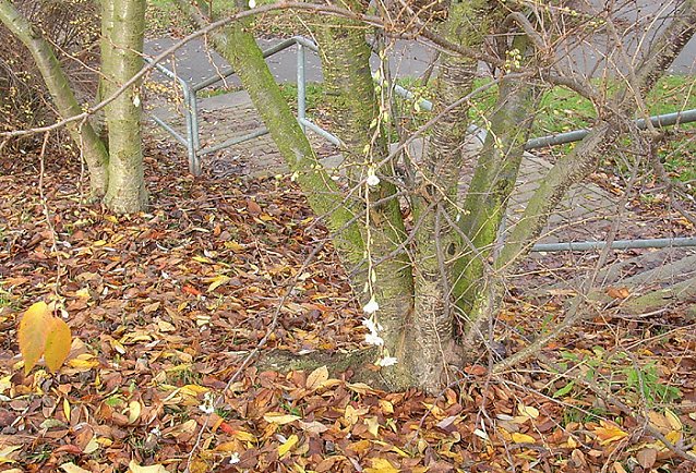 Bild: Kirschbl&uuml;te im Herbst