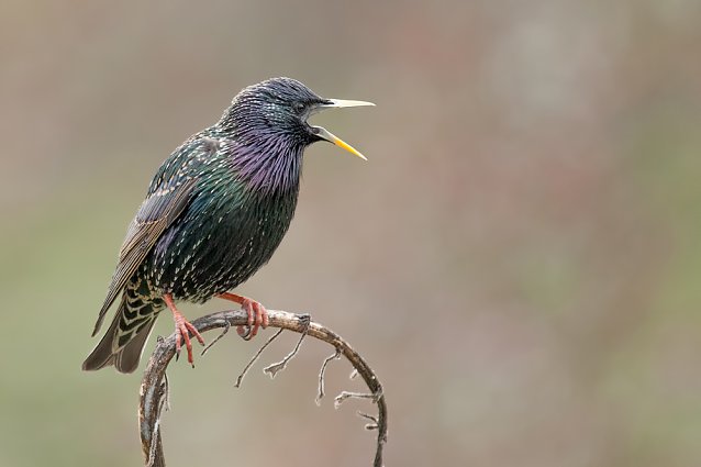Bild: Ausstellung zum Vogel des Jahres