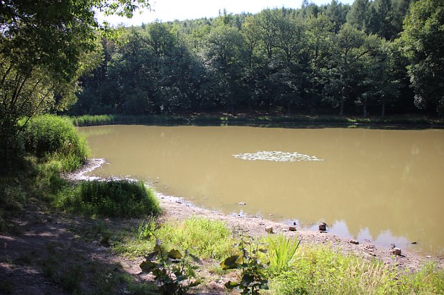 Bild: Wie sieht es am Pfaffenteich aus?