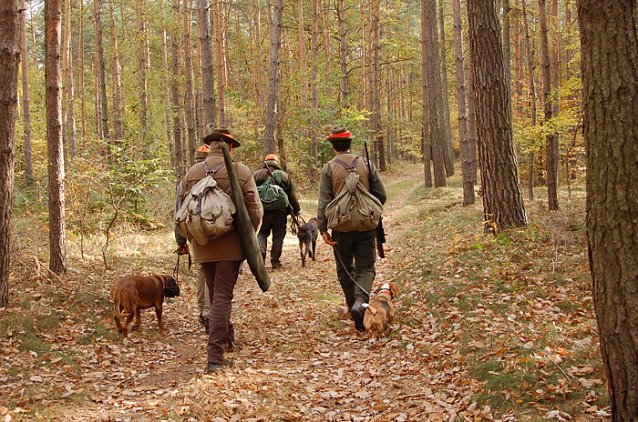 Bild: Jagd im Kyffh&auml;usergebirge