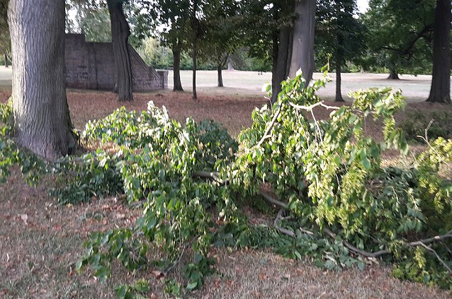 Bild: Schlosspark zerzaust
