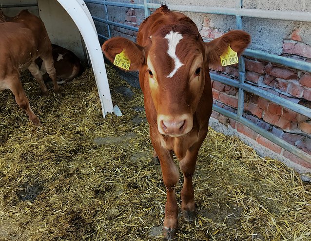 Bild: Tierschutz-Tour zeigt: