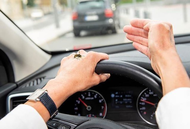 Bild: Bei Wespen im Auto Ruhe bewahren
