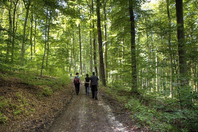 Bild: Naturf&uuml;hrung in der Hohen Schrecke