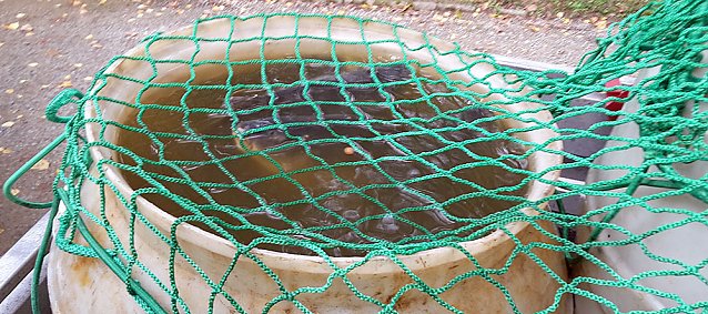 Bild: Das Abfischen musste warten