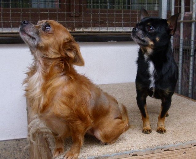 Bild: Tiere der Woche